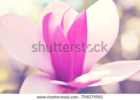 Beautiful magnolias background with selective focus, springtime blossom.