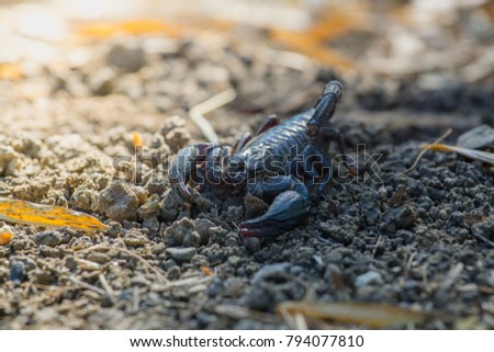 Emperor Scorpion (Pandinus imperator) on the ground