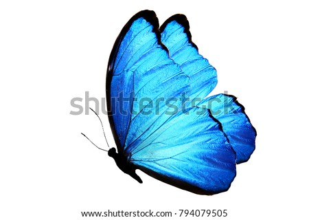blue butterfly isolated on white. side view