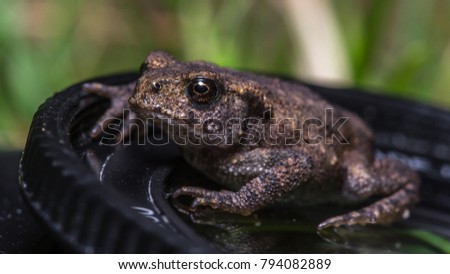 Common toad (Bufo bufo) toadlet