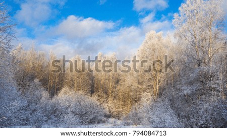 Winter Sunny forest. Trees on blue sky background with clouds.