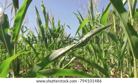 Corn field farming corn farm steadicam. green grass agriculture united states the nature video usa motion corn farm