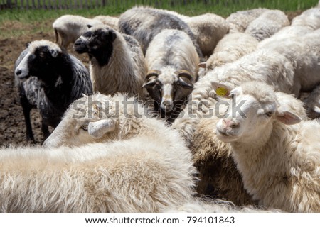 Sheeps in a paddock close-up, agricultural scene