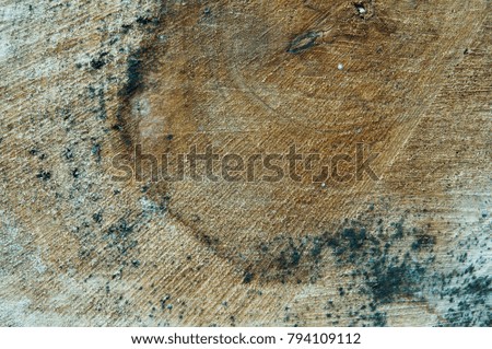 close up of wood texture, saw cut tree trunk