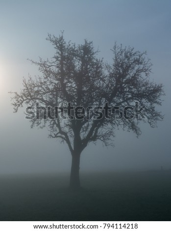 Idyllic nature with tree in fog - foggy landscape