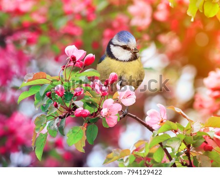 bird titmouse sitting in the garden among the flowering branches of pink cherry blossom in spring Royalty-Free Stock Photo #794129422