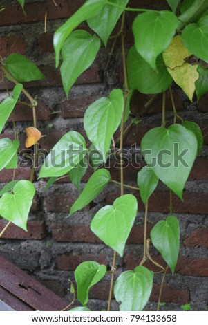 original herbal leaf java indonesia