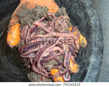African Nightcrawler earthworms in a hand Royalty-Free Stock Photo #794143219