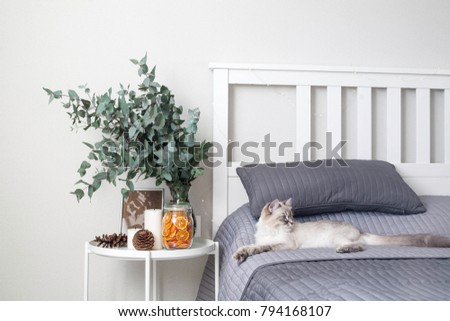 Eucalyptus in the interior, in the bedroom by the bed. The cat on the bed breed Neva Masquerade. On the table decorative orange chips, cones, candles