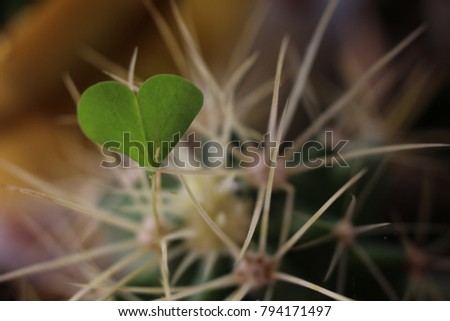 Mini Heart on the thorns of the cactus Happy Valentine's Day