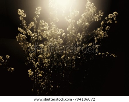  Blurry Dried flowers on a black background with light.need blur picture