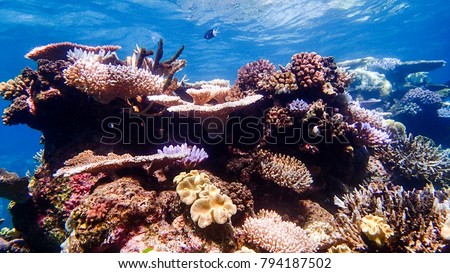 Colorful corals in shallow water at Outer Barrier Reef - Great Barrier Reef Australia 