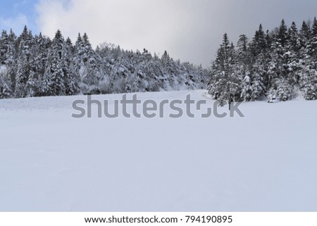Lincoln New Hampshire winter snow covering pine trees