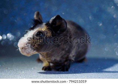 Skinny guinea pig Studio shot