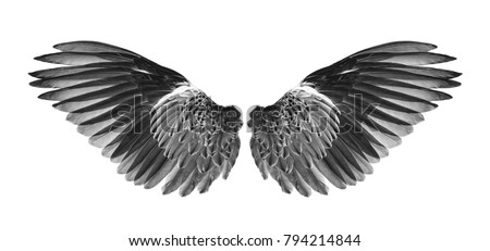 wings of birdon white background