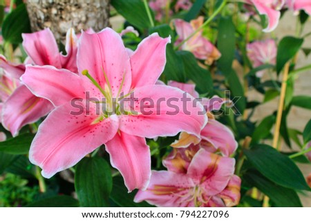 Close up of pink lily flower blossom in the garden. Welcome to spring season background of fresh natural flower concept.