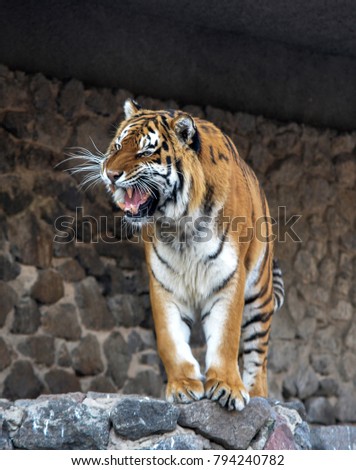 Amur tiger (Panthera tigris altaica)