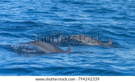 Two pan tropical spotted dolphins, dolphins swimming in blue sea
