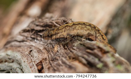 Palmate Newt ( Lissotriton helveticus)