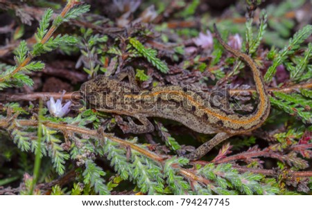 Palmate Newt ( Lissotriton helveticus)