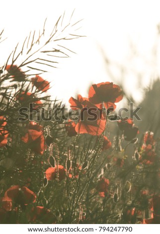 soft light of sun in the poppies field