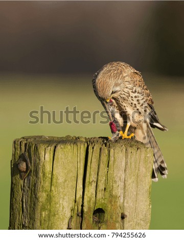 Common kestrel in the wild eating a mouse - torenvalk - falco tinnunculus 
