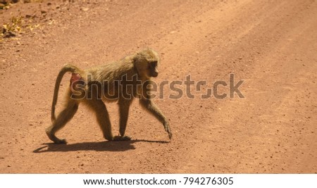 Baboon in the action