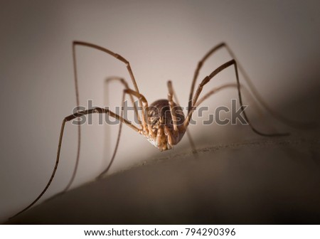 Frontal close-up of opilione (arachnids) Royalty-Free Stock Photo #794290396