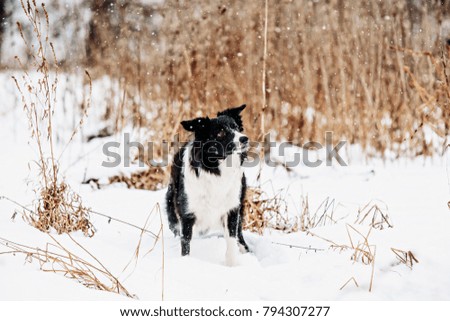 dog border collie in a winter forest