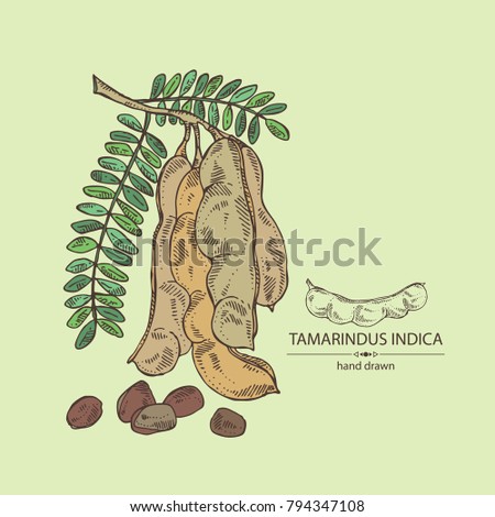 Tamarindus indica: plant and tamarindus seeds. Vector hand drawn illustration. Royalty-Free Stock Photo #794347108
