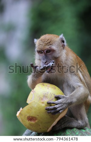 View of a young monkey sitting on a green circular ornament and eating a coconut. Picture taken at Batu caves in Malaysia. The isolated primate have the big nut in its hands. Cute picture of macaque. 
