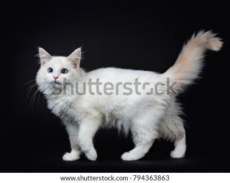 Blue eyed ragdoll cat / kitten walking isolated on black background looking at the lens