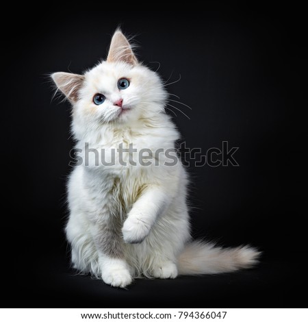 Blue eyed ragdoll cat / kitten sitting isolated on black background looking at the lens with tilted head and lifted paw