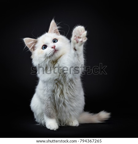 Blue eyed ragdoll cat / kitten sitting isolated on black background looking at the lens with reaching paw