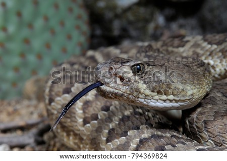 Mojave Rattlesnake portrait, (Crotalus scutulatus), Arizona
 Royalty-Free Stock Photo #794369824
