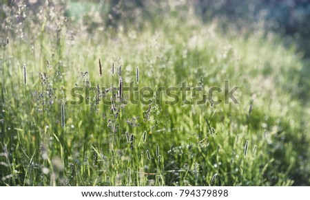 Landscape is summer. Green trees and grass in a countryside landscape. Nature summer day. Leaves on bushes.