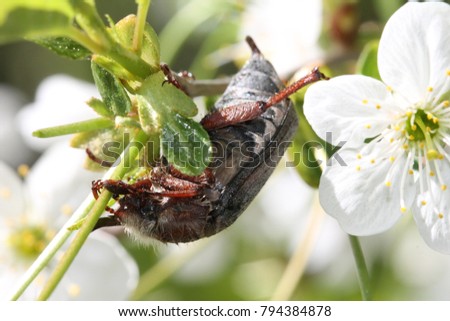 A magnificent spring photo with a beetle pollinating the wonderful and tender flowers of a plant. Spring flowers and mood in bright colors