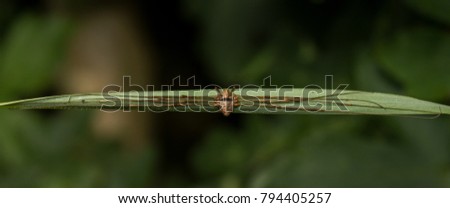 Dicranopalpus ramosus harvestman resting on a blade of long grass