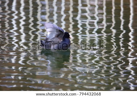 Eurasian coot or common coot (Fulica atra) in Japan