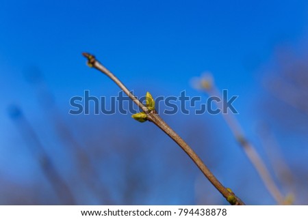 Spring concept. Branch with swollen buds on blue sky background. Spring nature theme