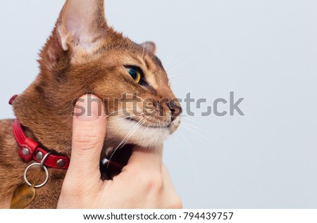 Abyssinian cat classic wild color close-up is satisfied with stroking