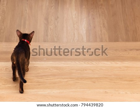 Abyssinian cat out of trouble. A cat that walks by itself
