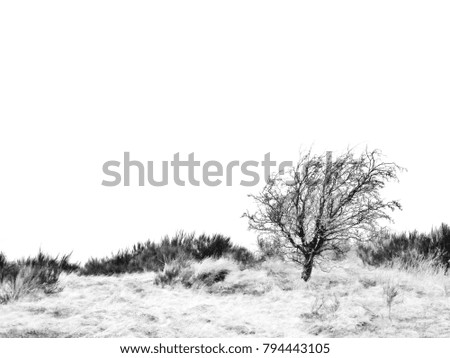 single tree on the white background minimal design in black and white
