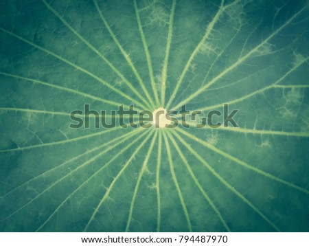 Texture of green leaf lotus background