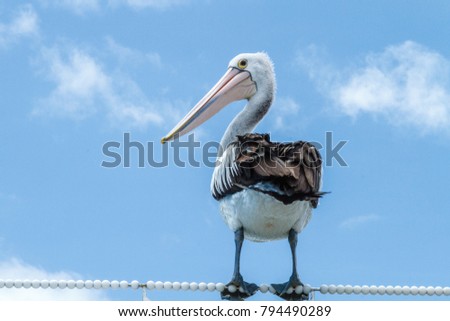 Australian pelican, Pelican Waters, Queensland, Australia Royalty-Free Stock Photo #794490289