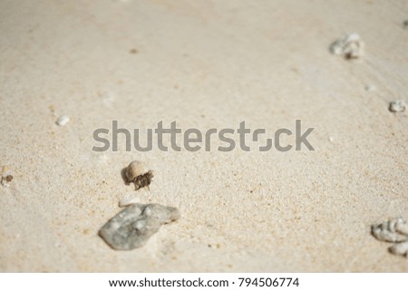 Hermit Crab is walking on the beach
