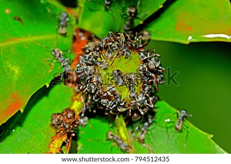 Group of ants & prey