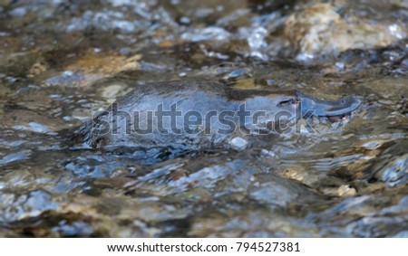  platypus swimming in Mole creek, Tasmania.