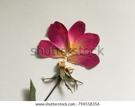 beautiful red dried rose petal flower with white background.
 