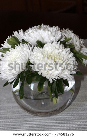 white asters on a black background